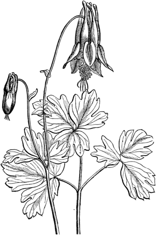 Eastern Red Columbine Coloring Page